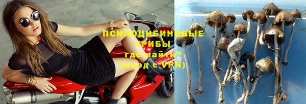 PSILOCYBIN Бородино